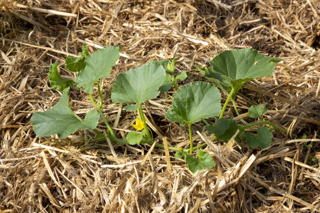 Son Potager Biologique En Avril Quoi Semer Planter En Permaculture