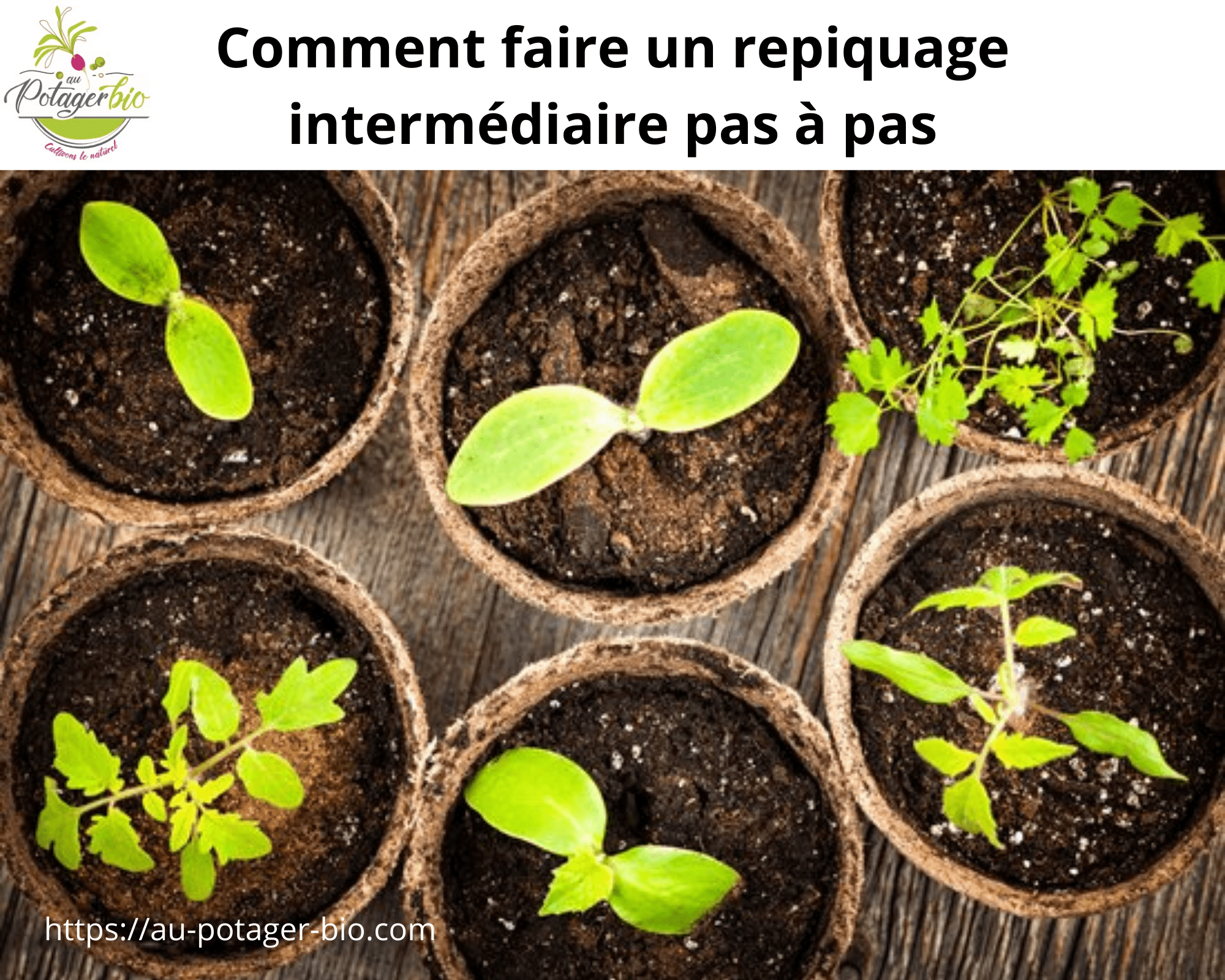 Comment faire un repiquage intermédiaire pas à pas