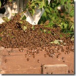 Abeilles par f.larre