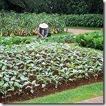 astuces de jardiniers par Loic Pinseel