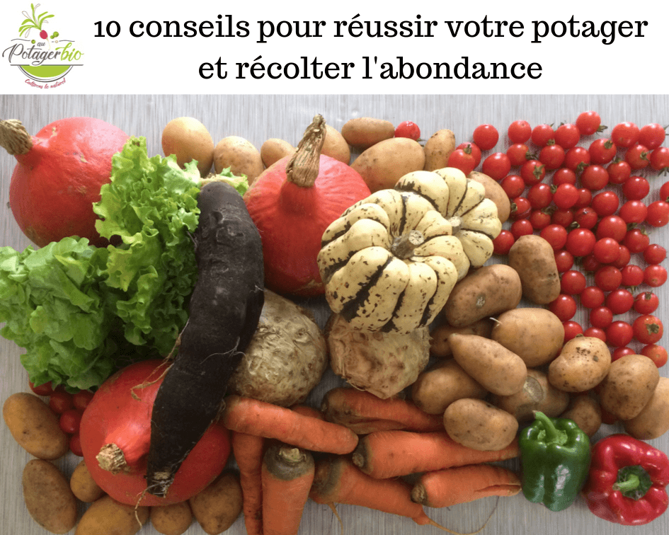 Réussir son potager 10 conseils pour de belles récoltes