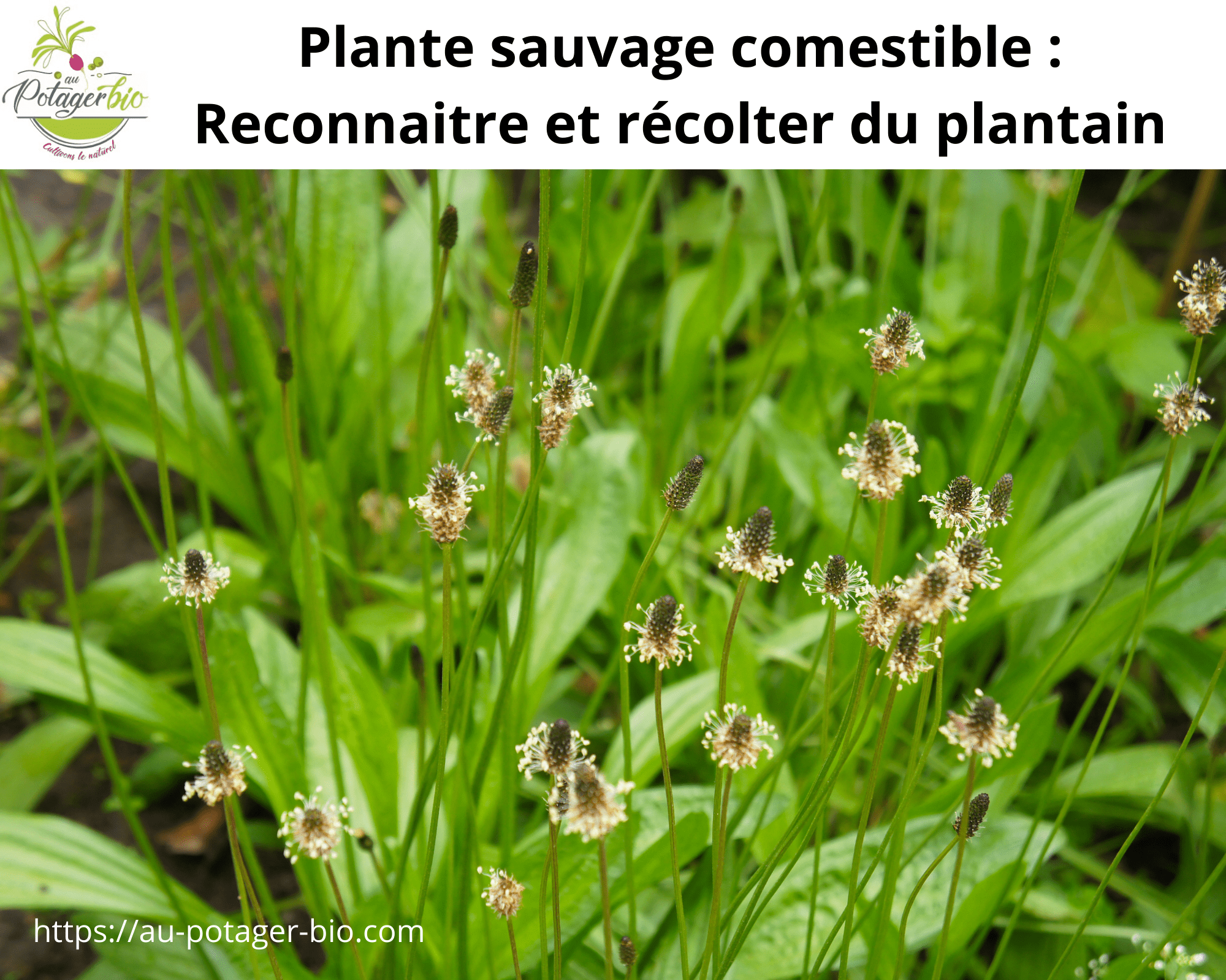 Plantain comestible au jardin récolte et conseils