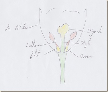 Schéma d'une fleur