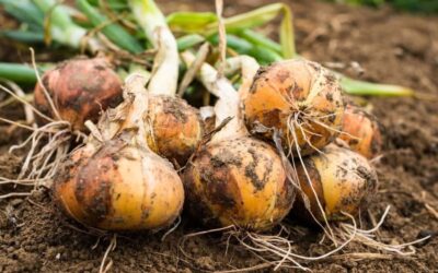 Septembre en permaculture : quels sont les semis et les plantations à cette période ?