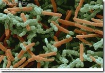 Les bactéries au compost et la transformation en humus
