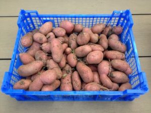 Cultiver des pommes de terre et les conserver