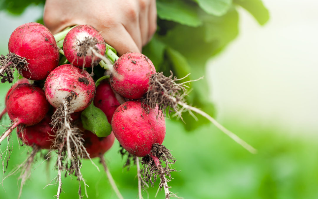 La permaculture en Juin : ce qu’il faut planter et semer dans son potager