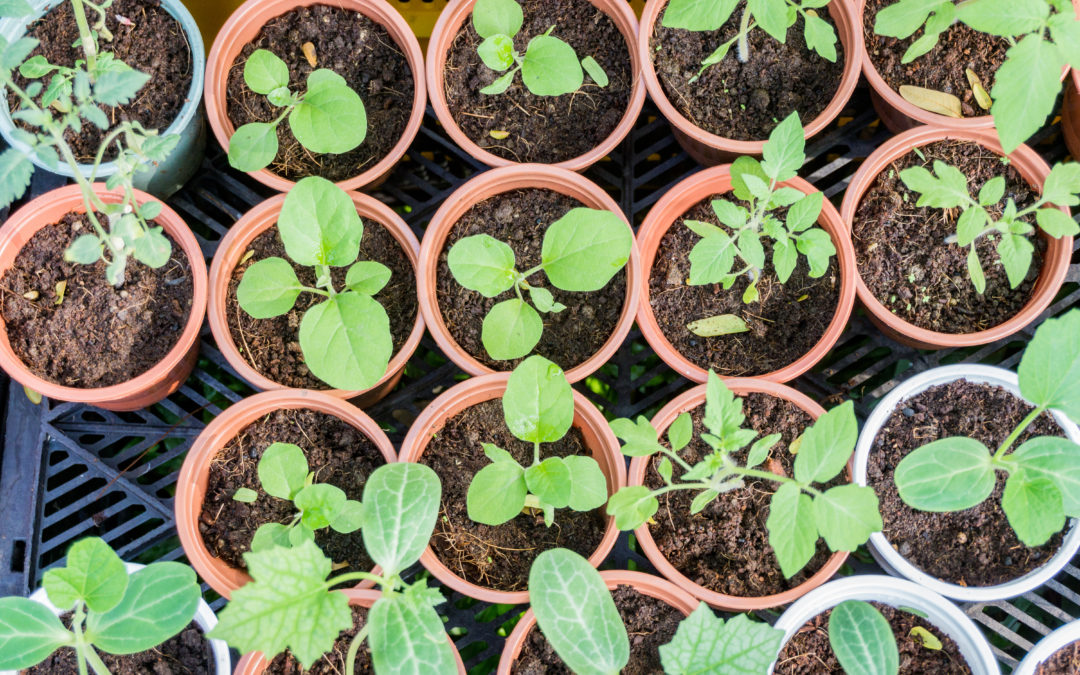 Le potager au mois de Mai : quoi semer et planter ?