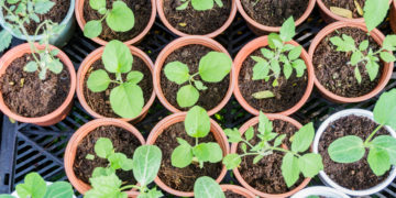 Quoi semer et planter au mois de Mai au jardin-potager en permaculture