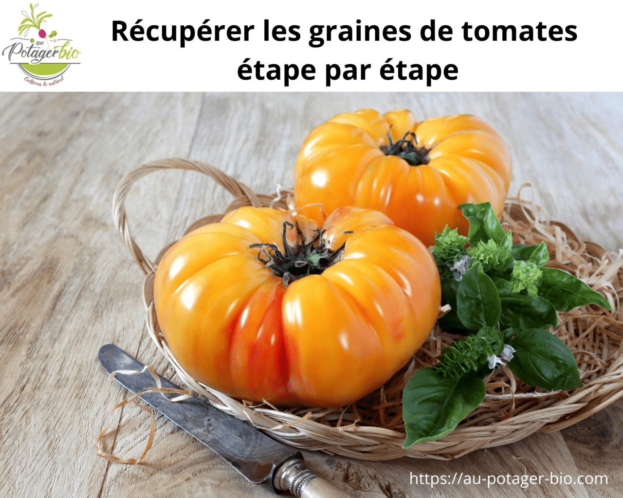 Récupérer les graines de tomates mes étapes
