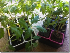 Pieds de tomates à planter