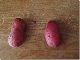 comparatif pommes de terre en pot et pleine terre