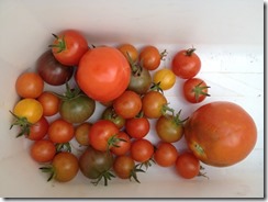 Mélange de tomates