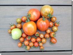 Récolte tomates