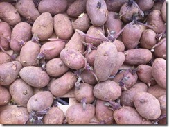 pommes de terre rose de France