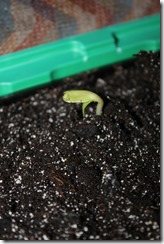 germination 