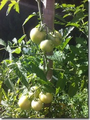 cultiver des tomates