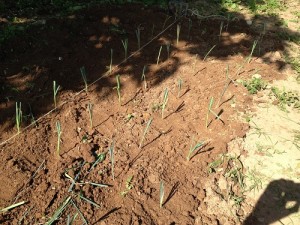 Semer et Planter en Janvier : repiquage des poireaux en permaculture