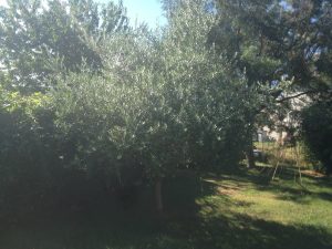 olivier au potager