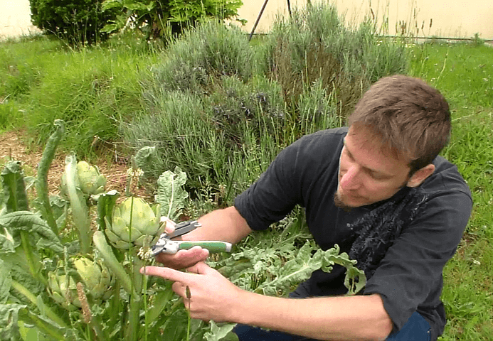 Semer et Planter en Février : récolte d'artichaut au potager