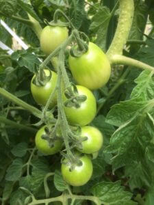 tomate et préparation naturel