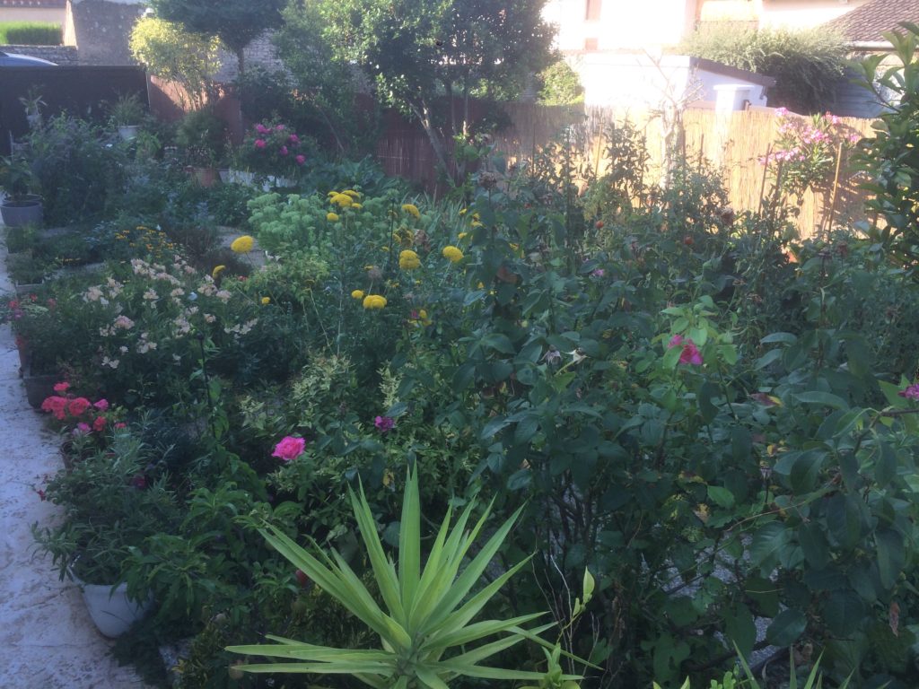 Des fleurs, des légumes et aromates pour un jardin diversifié