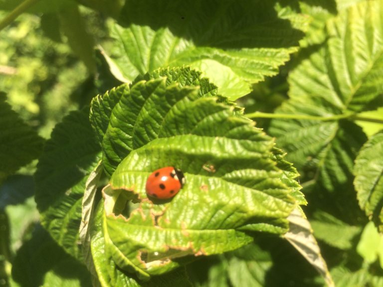 4 avantages des mauvaises herbes en permaculture Au potager bio