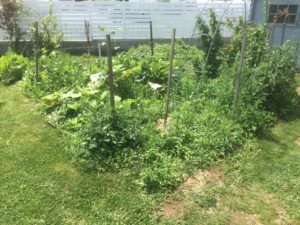 jardinage biologique et permaculture