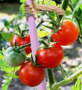 Invention de Michel Vernet Tenrev tuteur pour cultiver de belles tomates