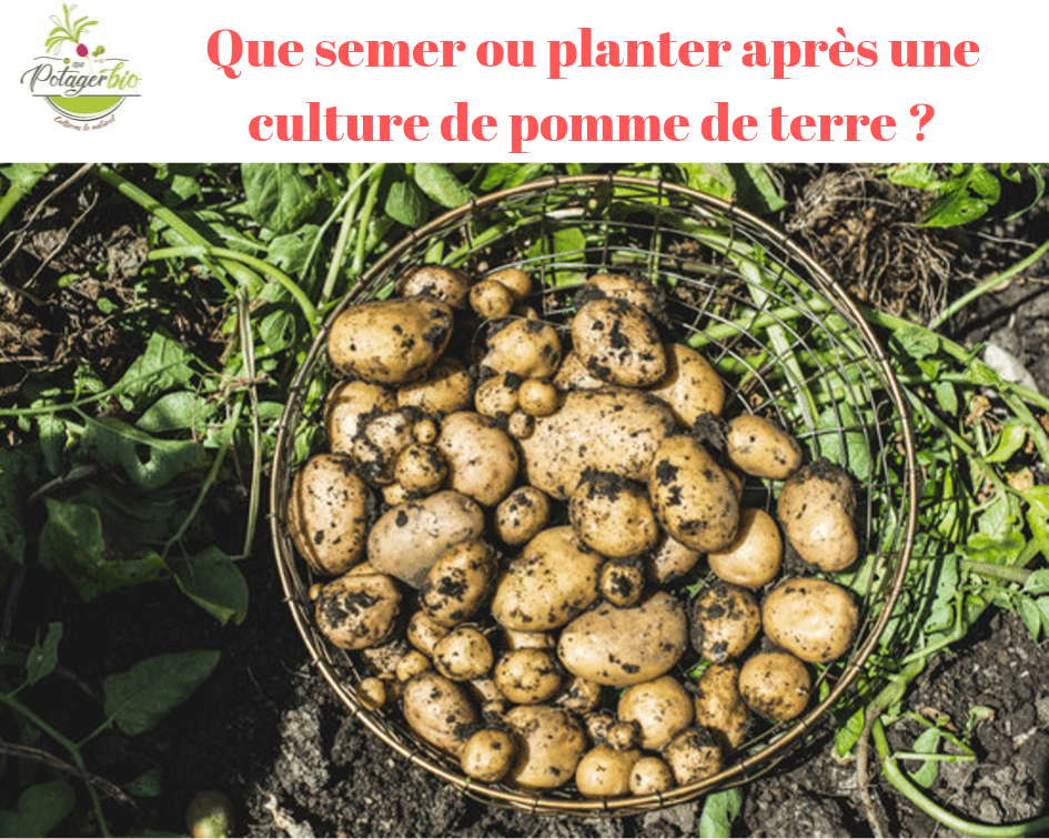 Que planter après une culture de pomme de terre - Au potager bio