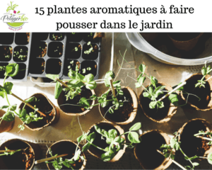 15 plantes aromatiques à avoir dans le jardin