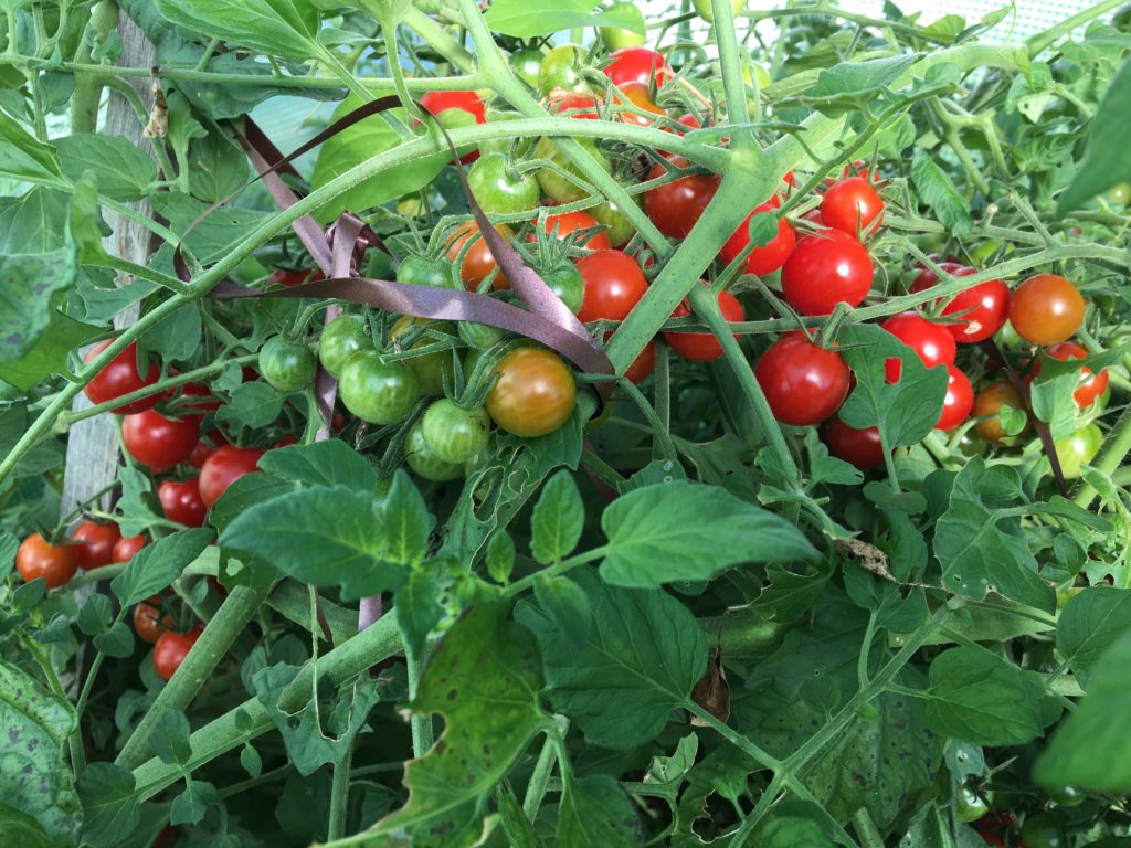 Belles tomates dans un sol fertile