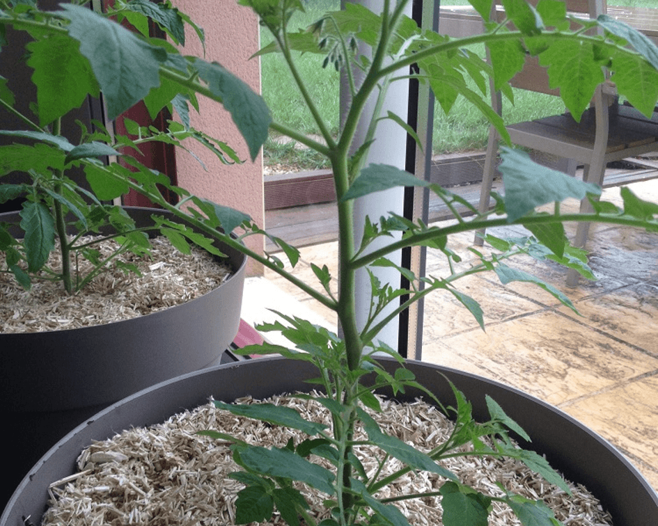 Cultiver des tomates en pot sur un balcon