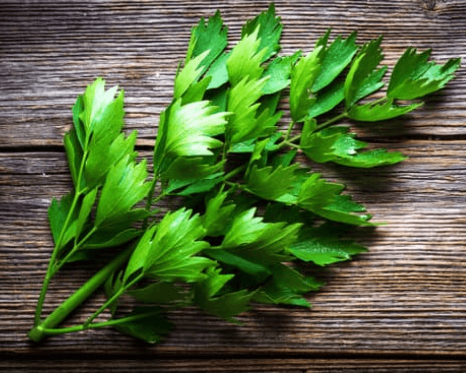 Graines de livèche – Céleri perpétuel aromatique et médicinal Graines de livèche – Céleri perpétuel aromatique et médicinal