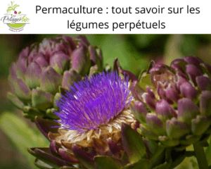 légumes perpétuels en permaculture