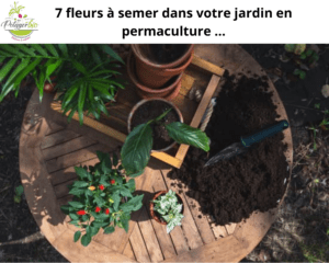 7 fleurs à semer en permaculture