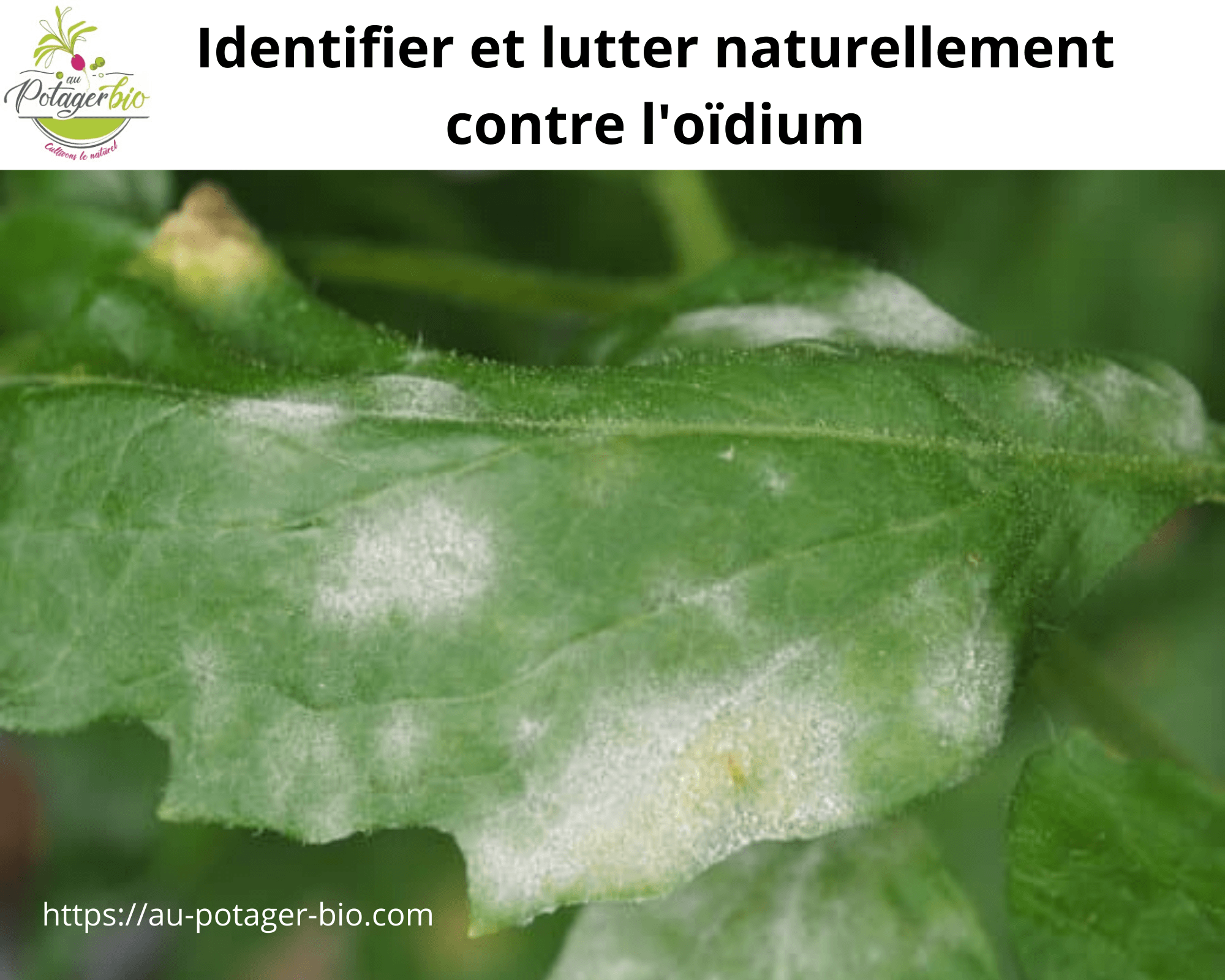 Oïdium identifier et lutter naturellement contre Au potager bio — free download