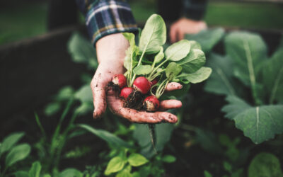 Les radis : Variétés anciennes et associations au potager