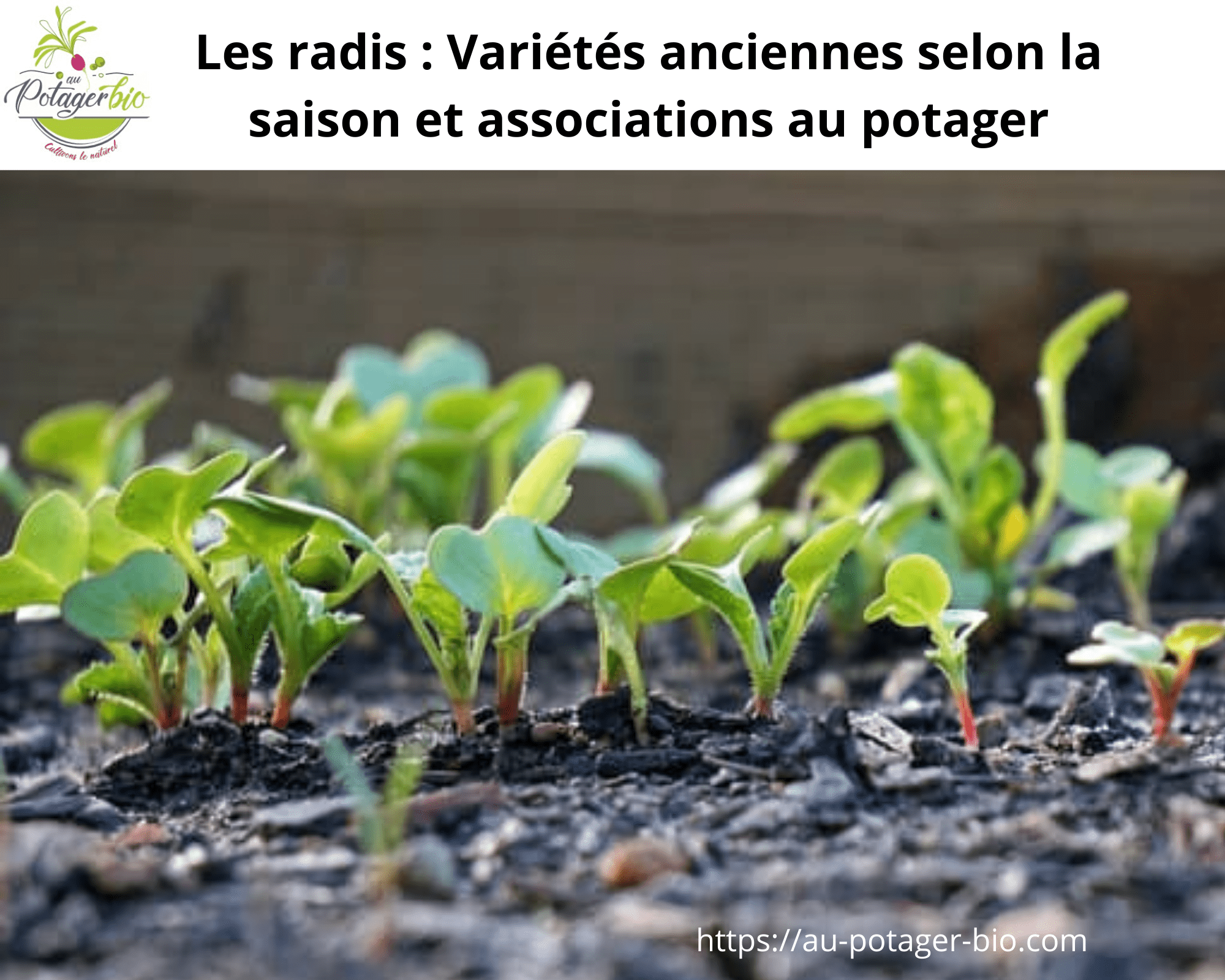 GRAINES ET VARIETES AU JARDIN POTAGER BIO