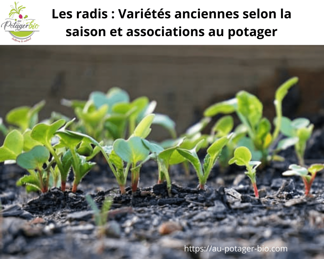 Variétés de radis ancienne et associations au potager - Au potager bio