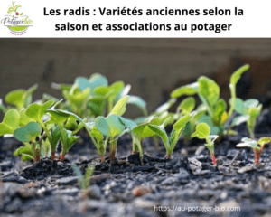 variétés de radis anciennes et associations au potager