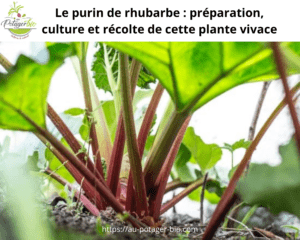 préparer et utiliser le purin du rhubarbe au jardin-potager