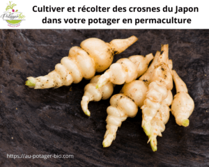 cultiver des crosnes du Japon