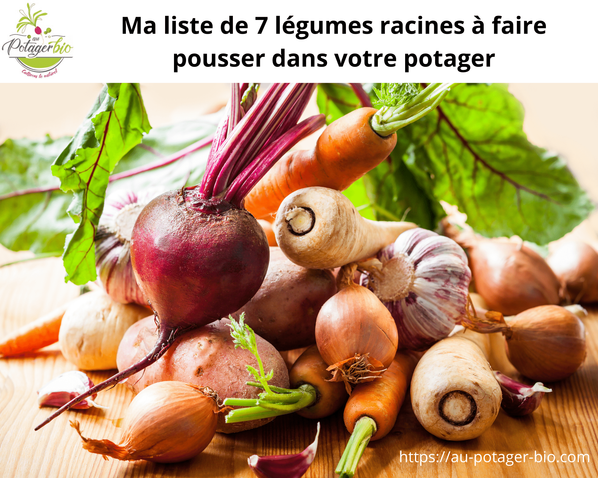 7 légumes racines à faire pousser en permaculture - Au potager bio