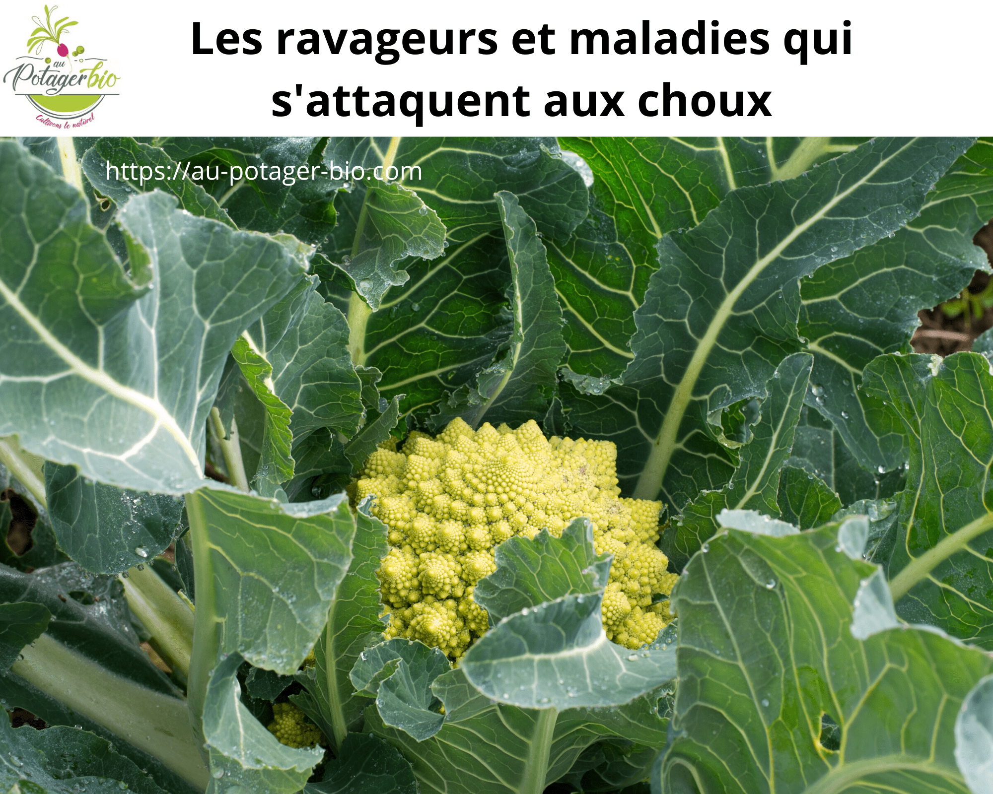 Les ravageurs et maladies du choux Au potager bio — free download