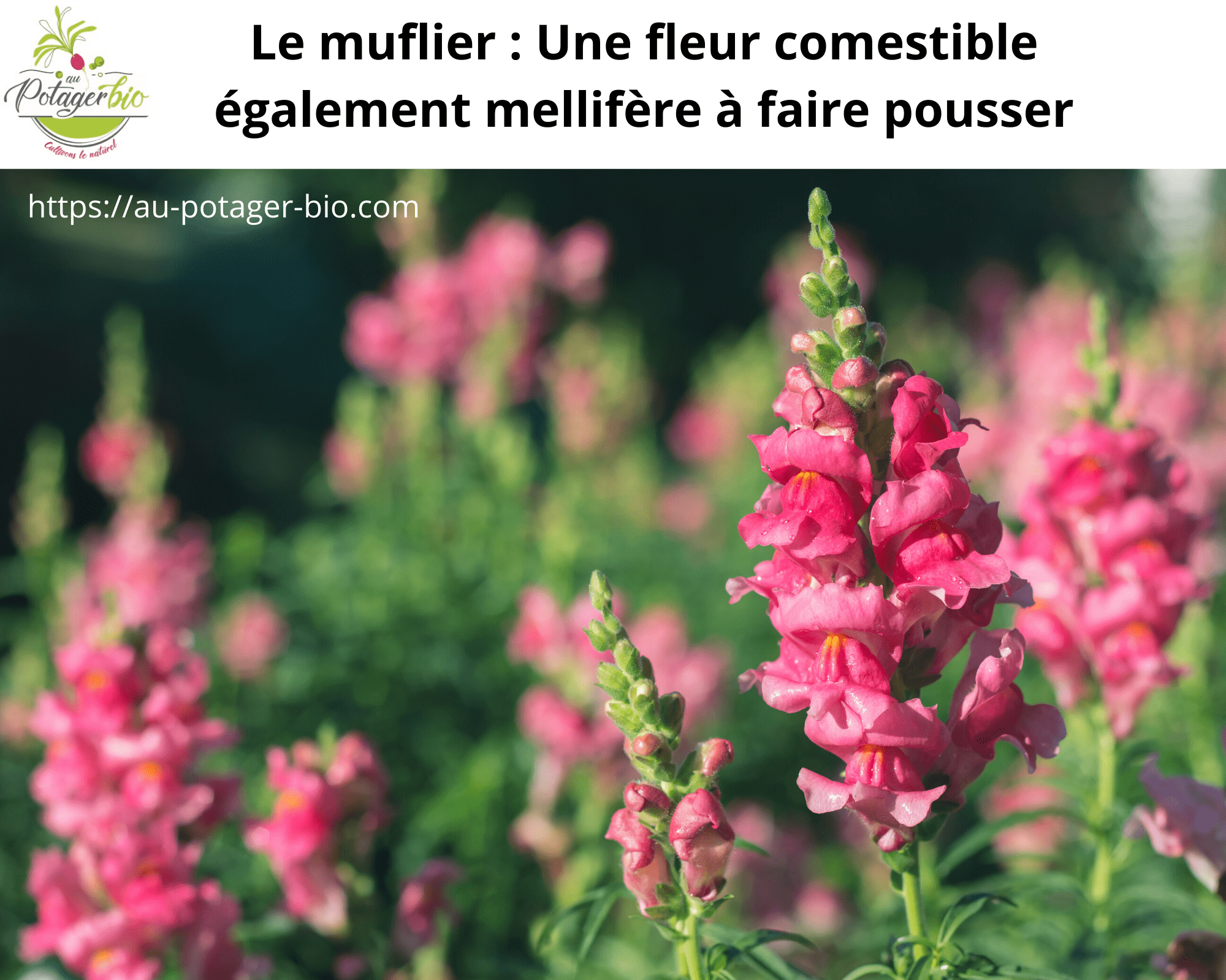 Le muflier : Une fleur comestible mellifère à faire pousser