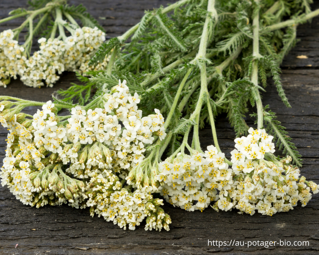 Achillée millefeuille : Semer, planter et cultiver - Au potager bio