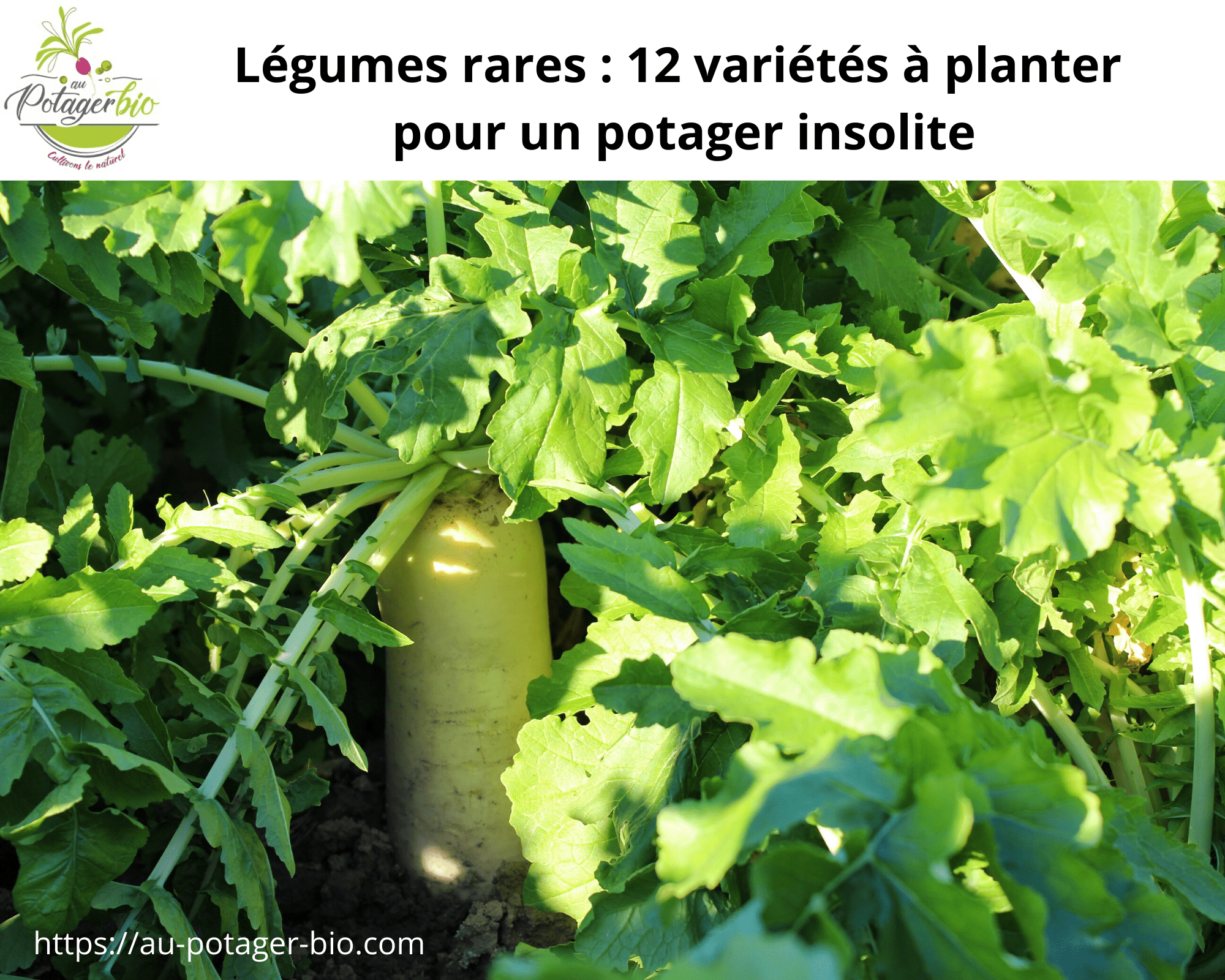 12 variétés de légumes rares pour un potager insolite.