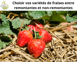 Variétés fraisiers remontants et non-remontants