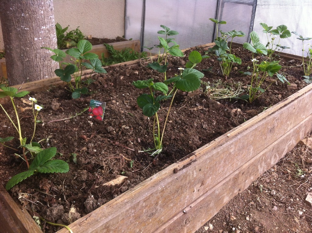 faire pousser des fraisiers remontants